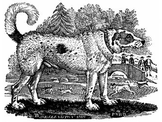 Early style of Newfoundland Note the moderate bone and general retriever qualities