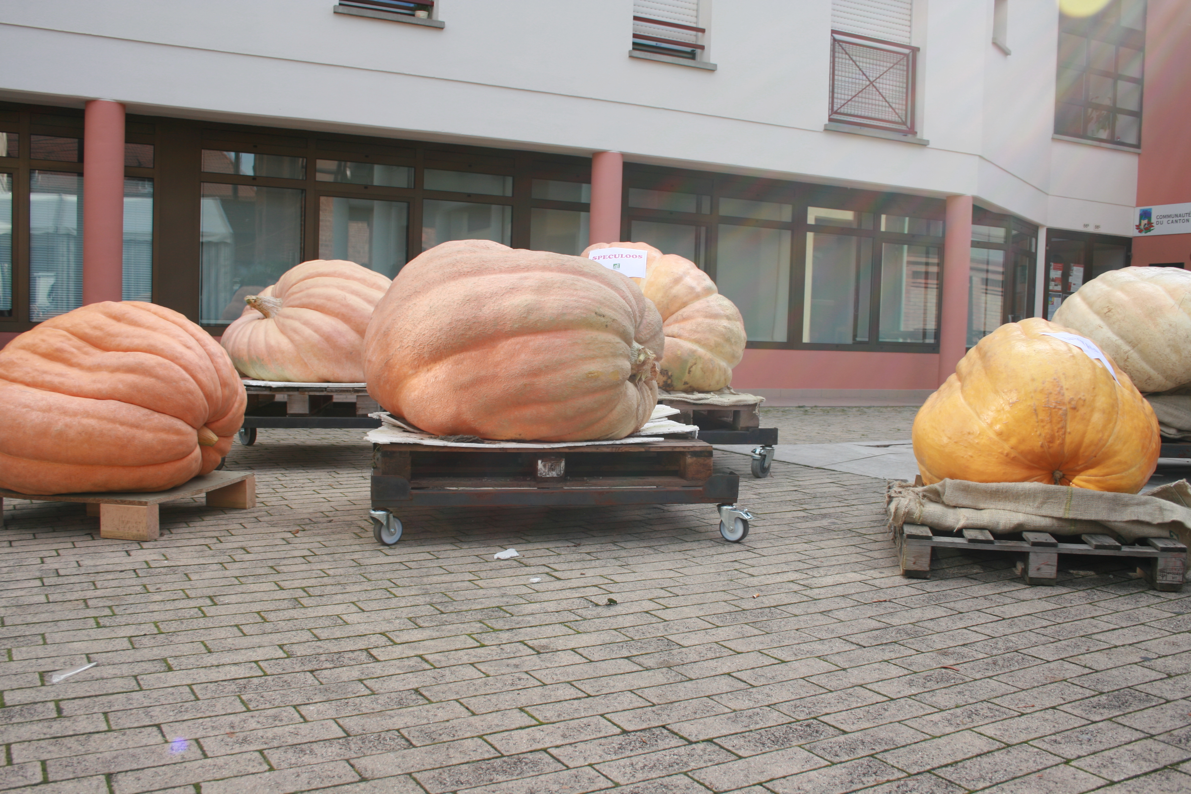 Citr 2013 008