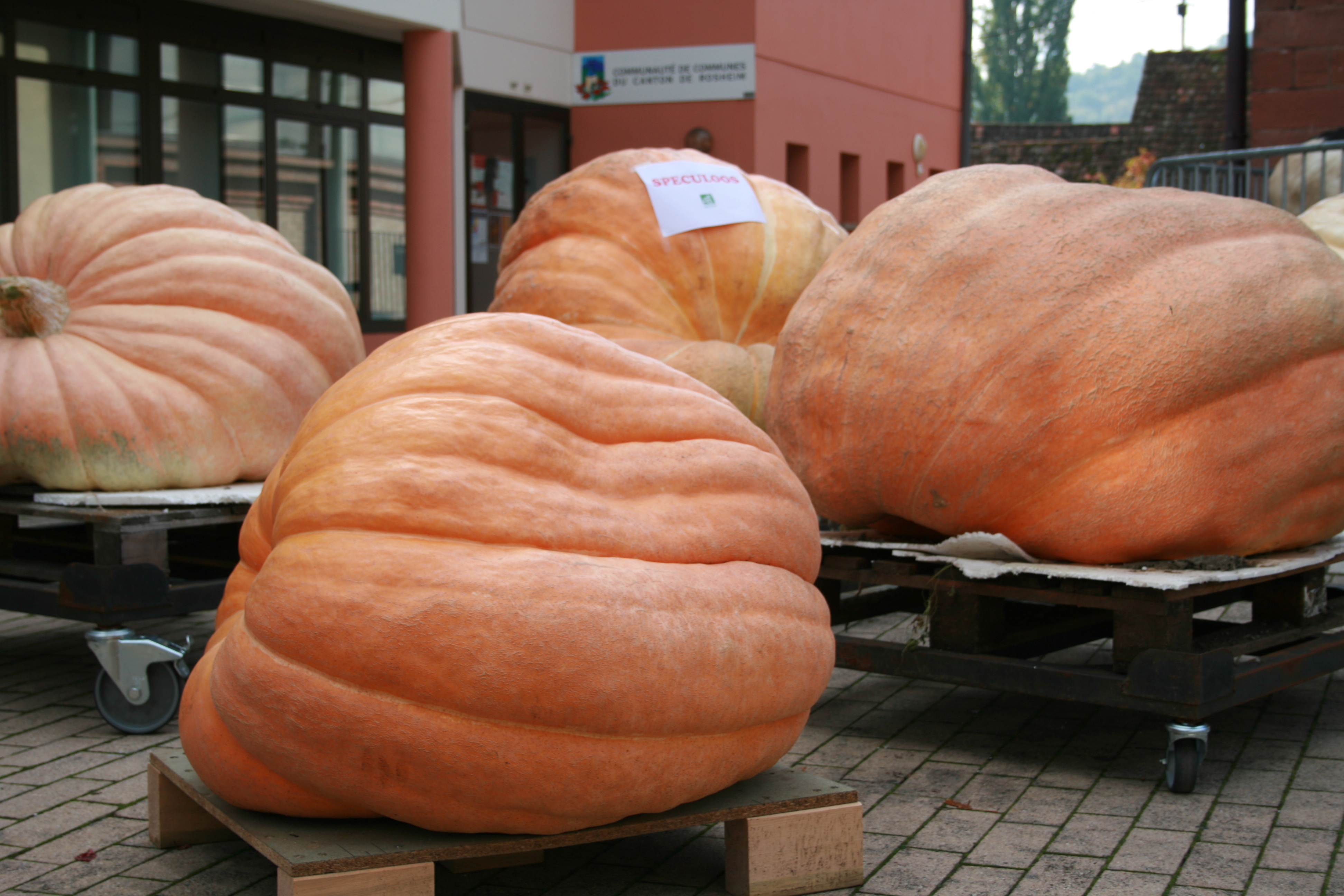 Citr 2013 009