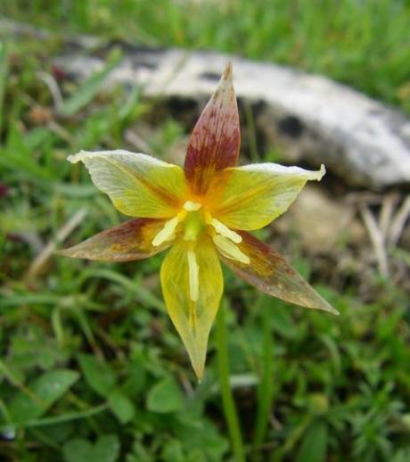La tulipe sauvage