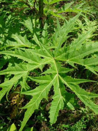 Berce du caucase especes invasives 101