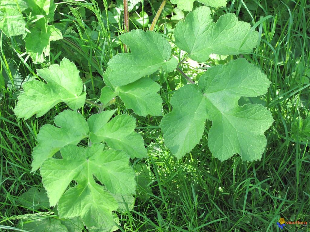 Pied d ours visoflora 10854