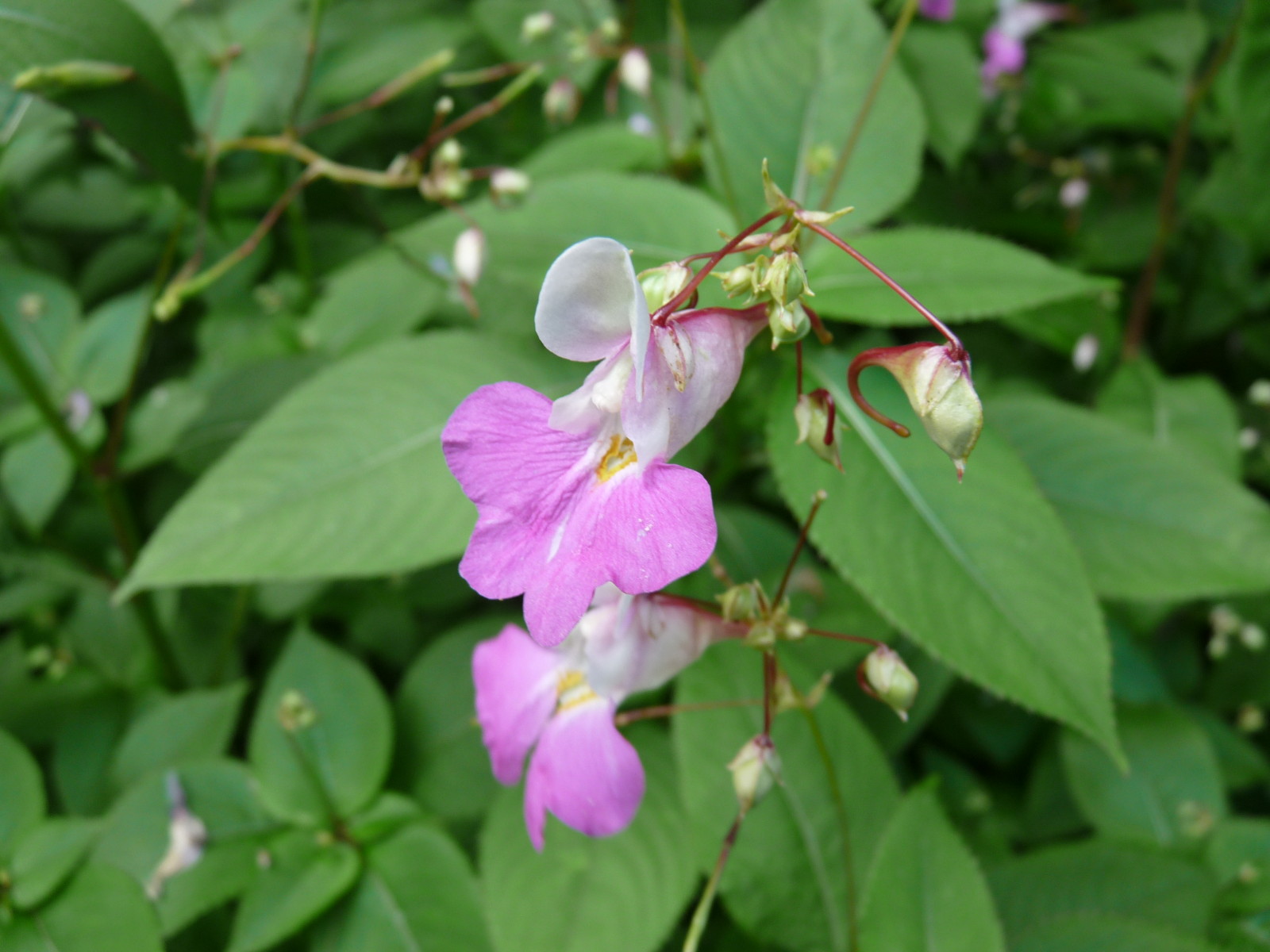 Balsaminedel HimalayaLascaux3