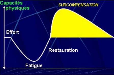 1) Après l'effort physique, chute des performances.

2) Pendant la récupération, restauration des capacités physiques jusqu'au niveau initial.

3) Augmentation des capacités physiques a un niveau supérieur au niveau initial: Phénomène de surcompensation

4) Diminution progressive des capacités physiques jusqu'au niveau initial.

L'optimisation de la performance est possible uniquement lorsque la récupération est suffisante et non pas quand le phénomène de surcompensation a disparu. 

L'importance de rechercher le rapport exacte entre l'effort réalisé et la récupération qui le suit est donc capital.

Toutefois, faut-il choisir la bonne méthode d'entraînement pour atteindre l'objectif que l'on s'est fixé. 
