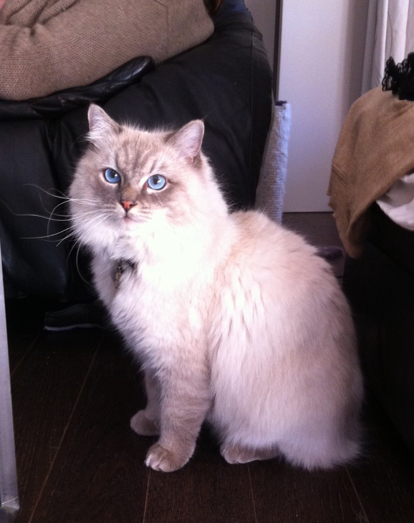 Helmut osteopathe felin