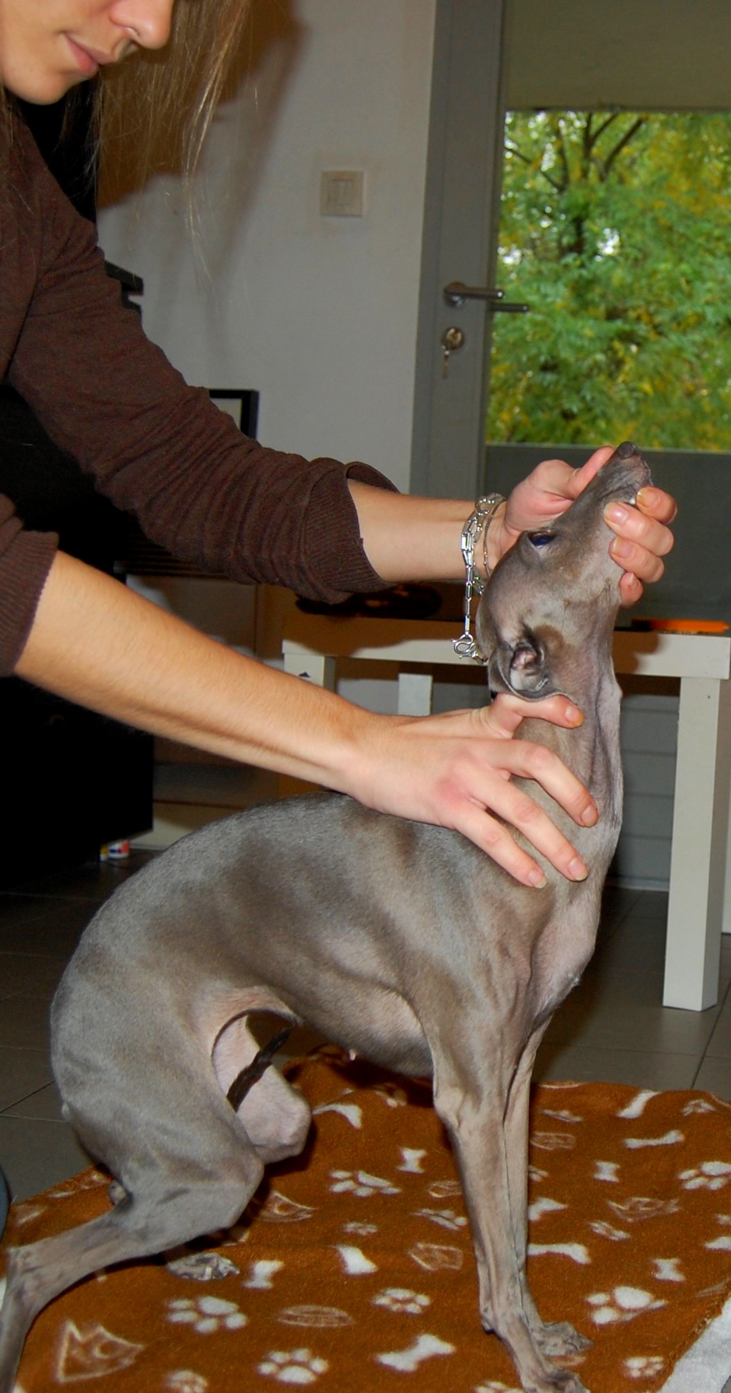 J thoulouze osteo canin