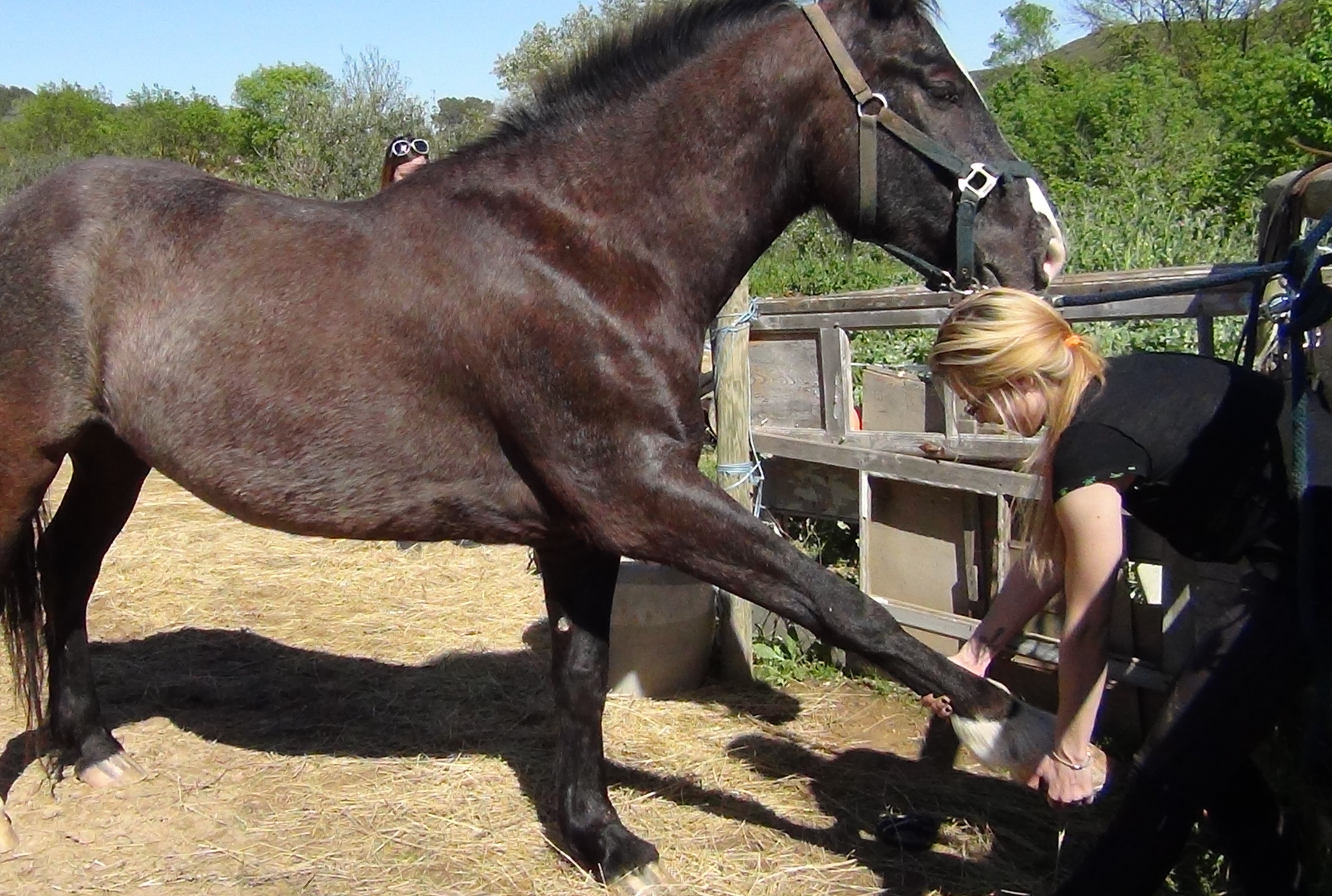 J thoulouze osteopathe equin