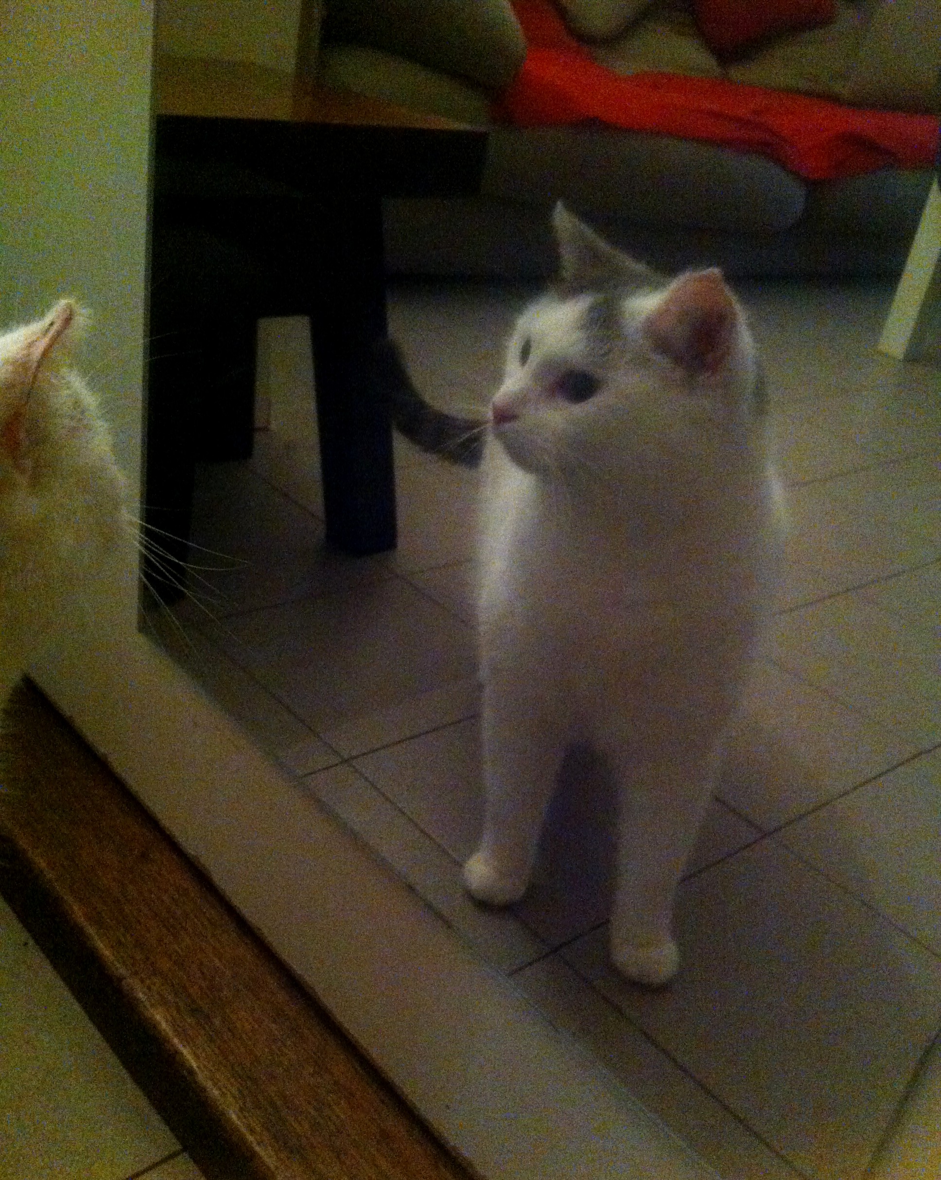J thoulouze osteopathe felin 