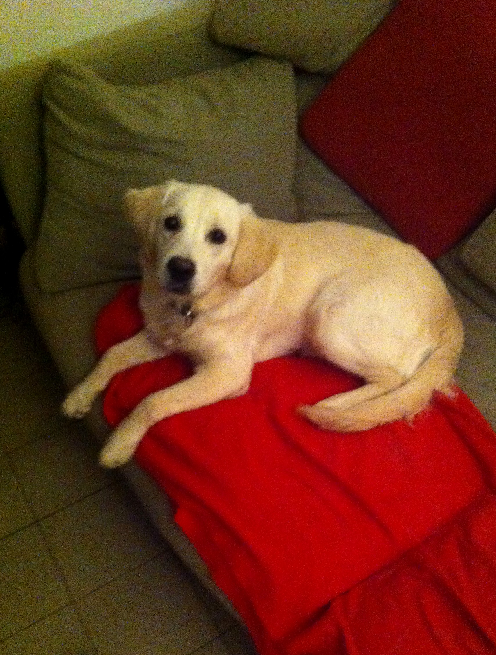Jora osteo canin