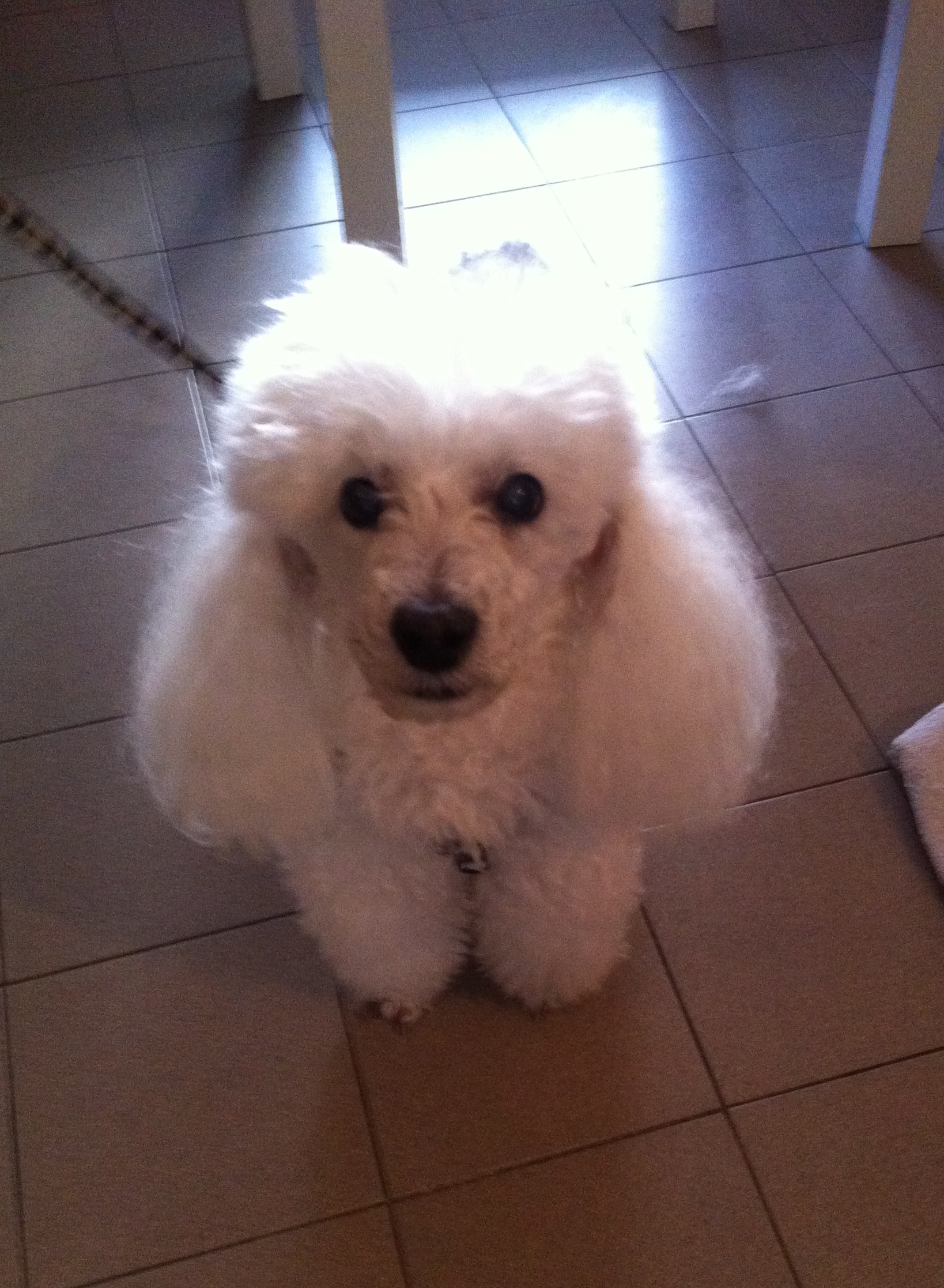 Osteo canin