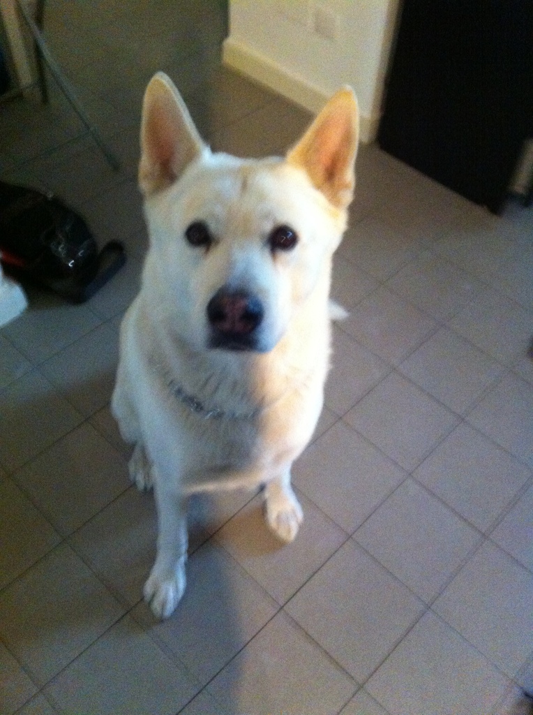 Osteo canin thoulouze