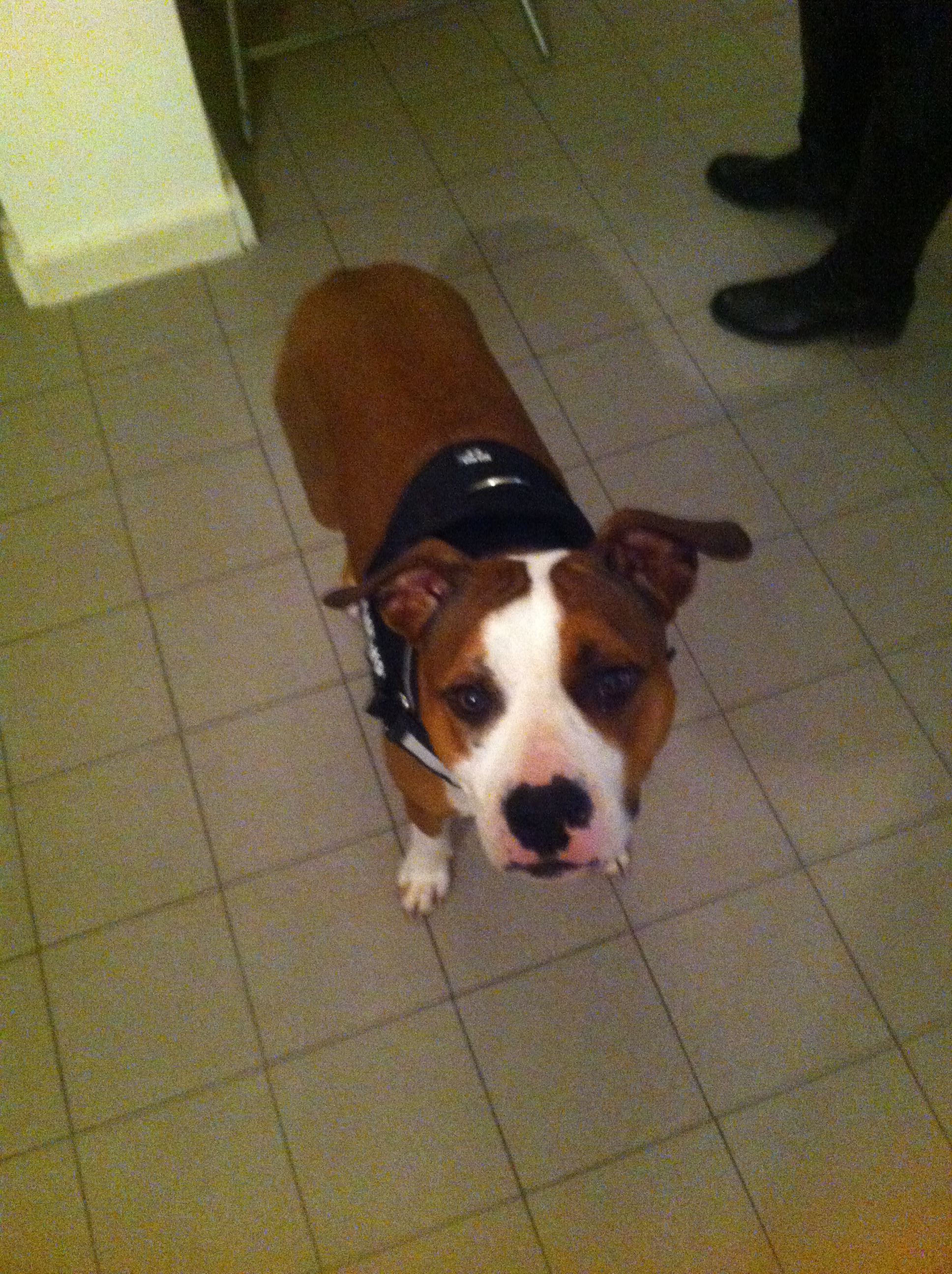 Osteopathe canin