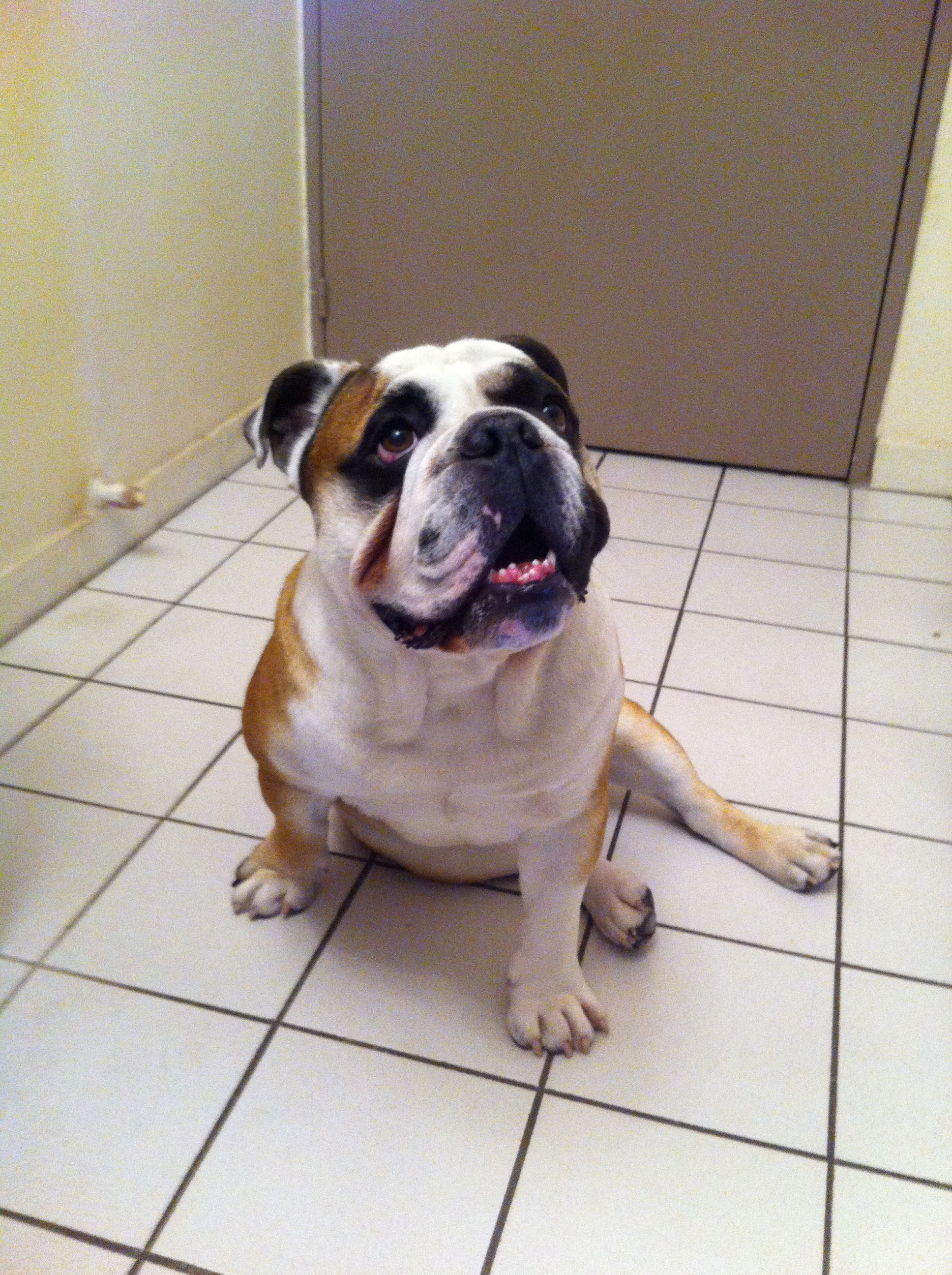 Yoda thoulouze canin