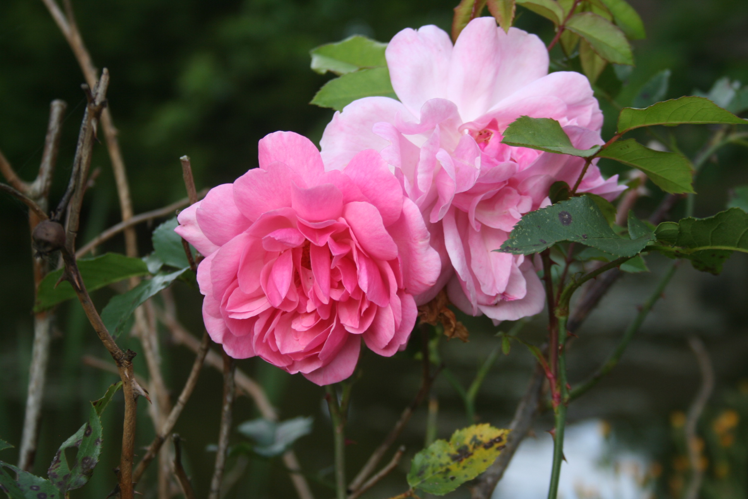 Duquerie 061