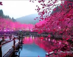 Paysage rose