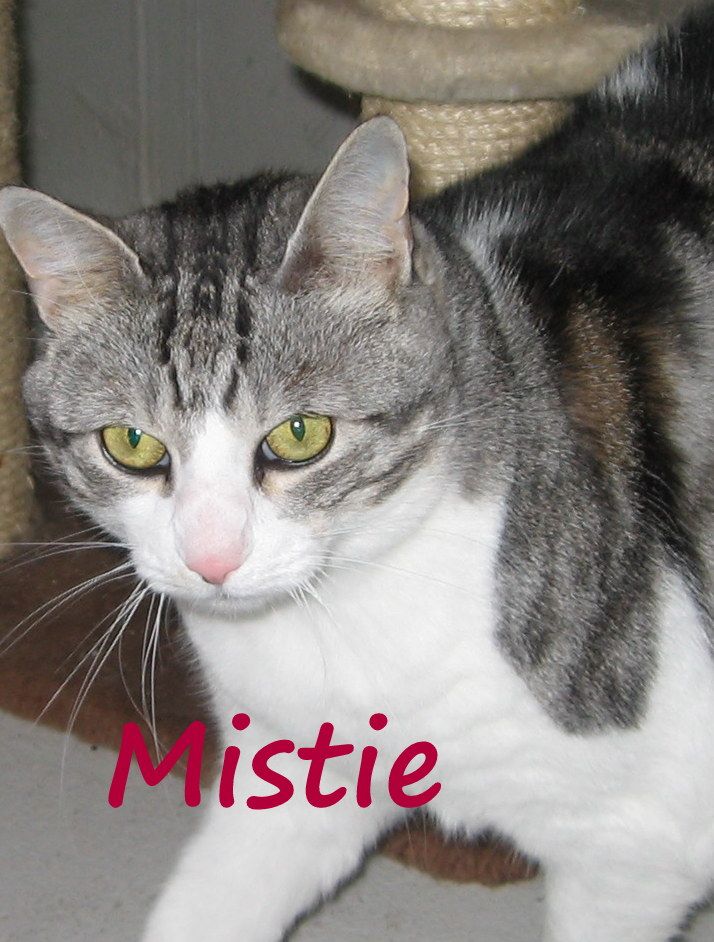 Mistie3