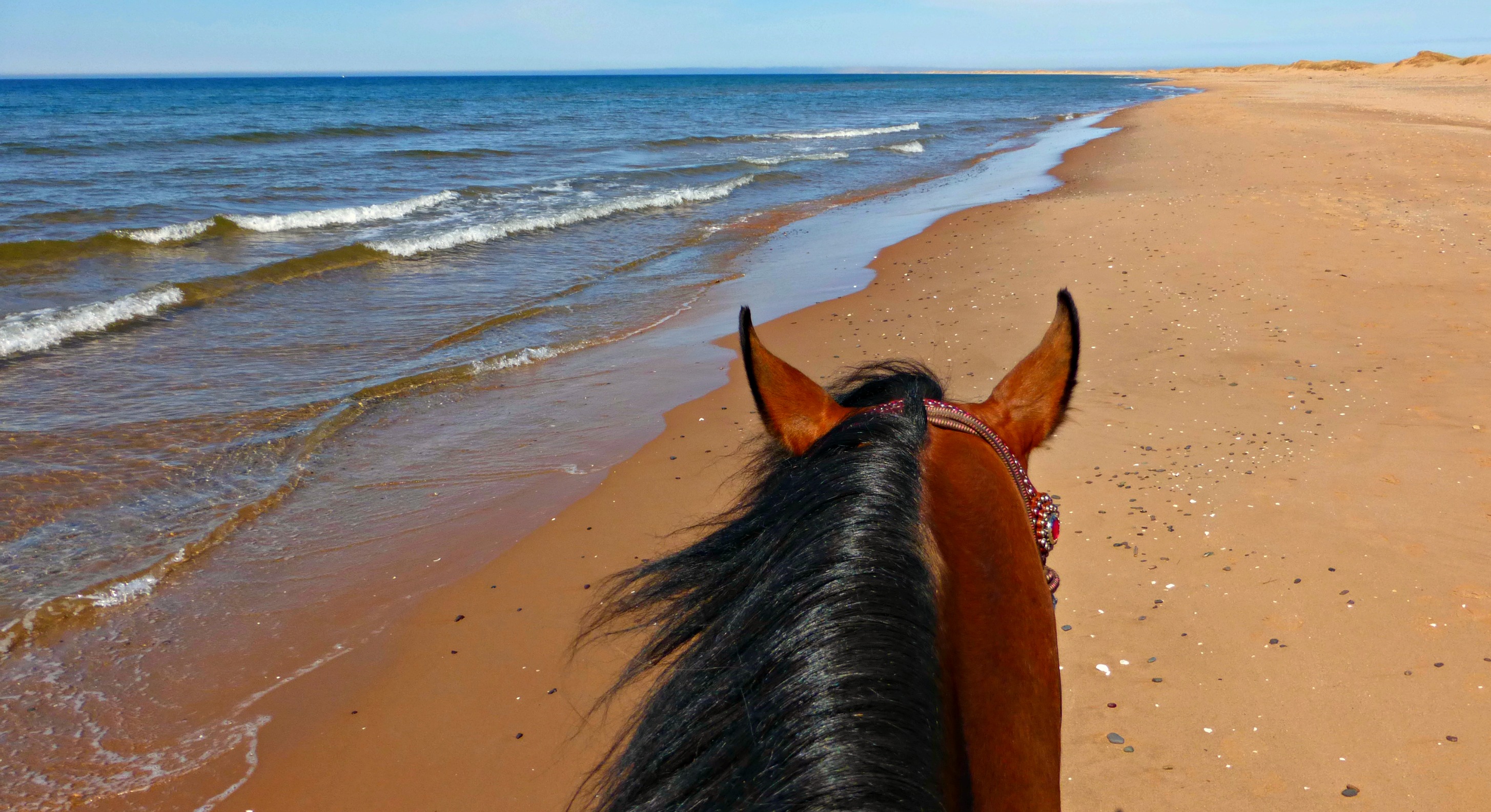 Equitation iles de la madeleine