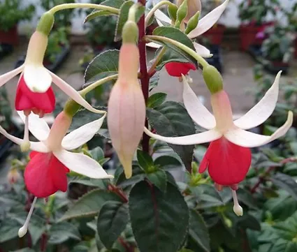 15554 10204083500303875 8432594901869399986 n 2