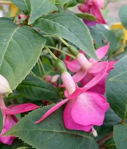 1510642 10204083500063869 1580422593848985193 n 2