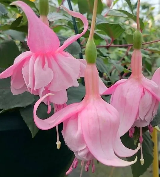 10350606 10204092712414172 1252011585619831783 n