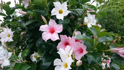 10920902 10204183238197260 3254247783843779981 n