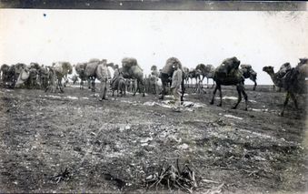 22 1922 Syrie Gourq de Katma Chameaux