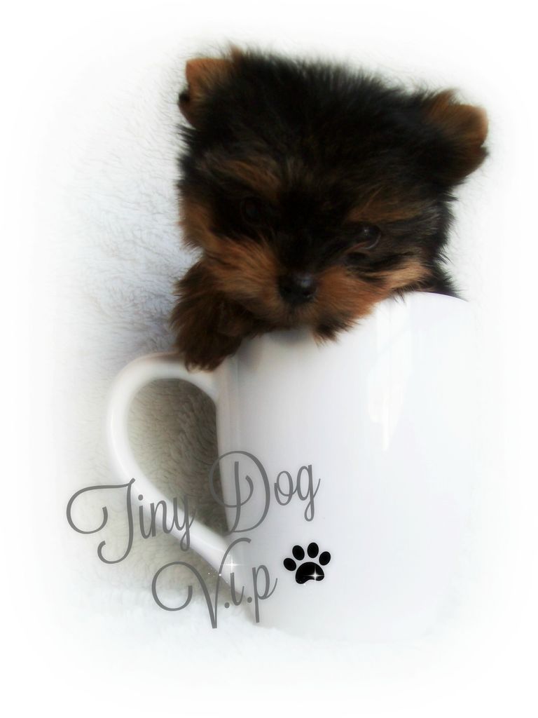 Le tiny dog vip xx