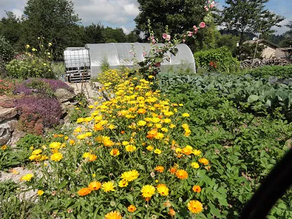 Fleurs jardin 2