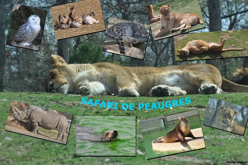 Safari de peaugres