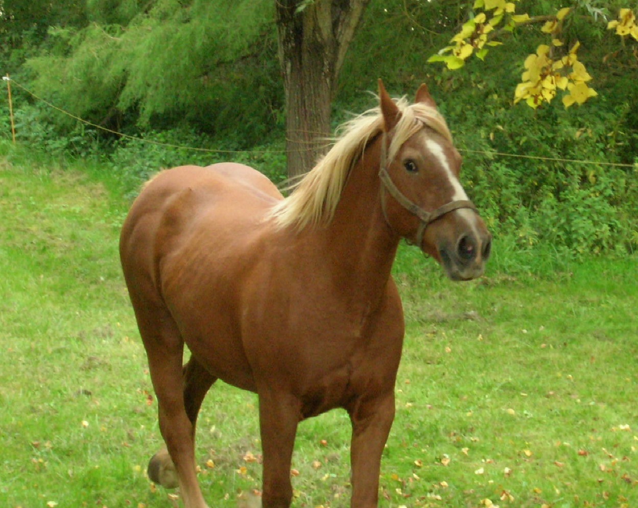 Bichounette