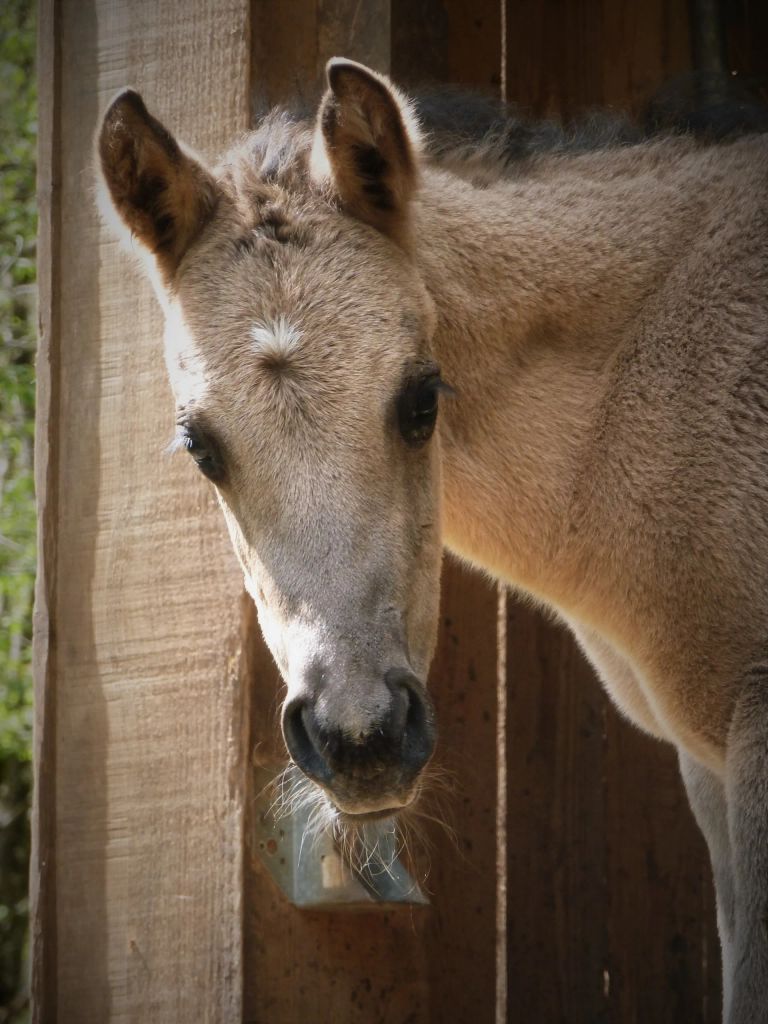 Baldrock-Ranch Elevage de Quarter fondation et Paint-horse / Doubs / Jura / Franche-Comté / "Grey Moon Dust" / Grullo / Dun / Ranch / versatility / Working cow horse / cutting / reining / 