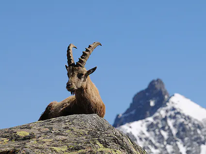 Faune
