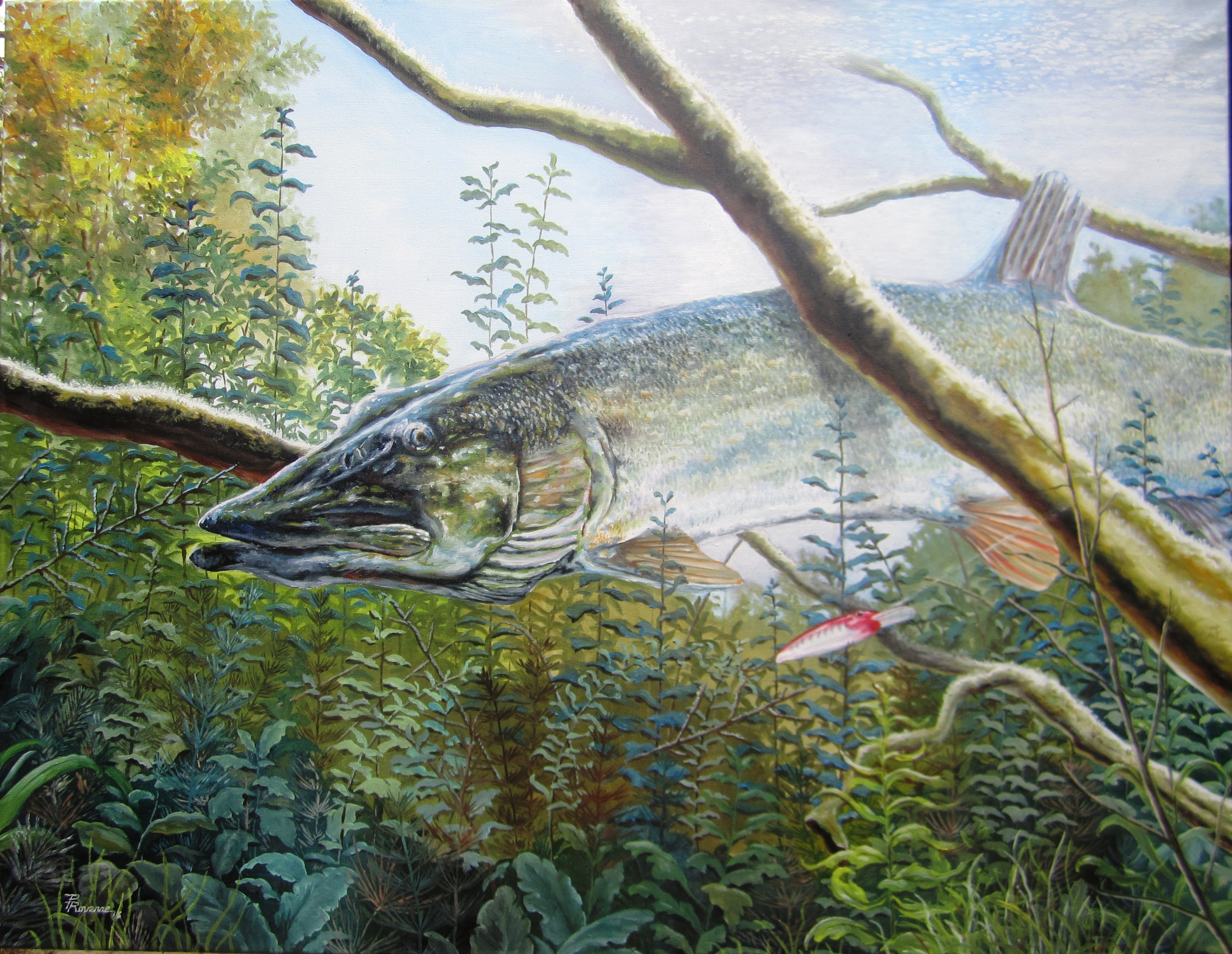 6 esox