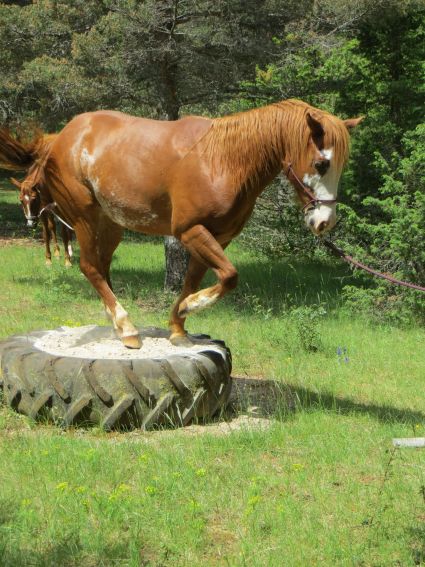 Love Bob of Aphrosy Paint Horse de l'élevage de La Ferme des Licornes d'Aphrosy
