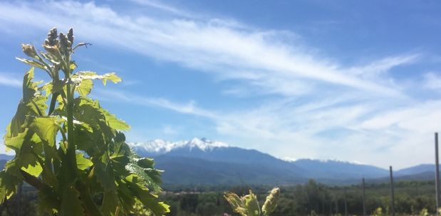 Le Mont Canigou au mois de mai
