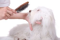 Brosser poils chien miljko