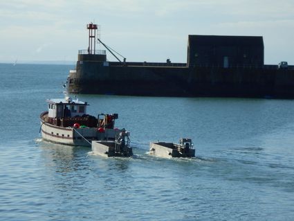 Coquillier sotant du port