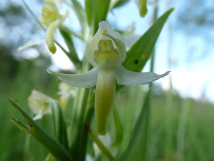 Orchis verdatre fleur