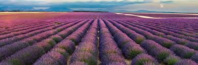 Valensole