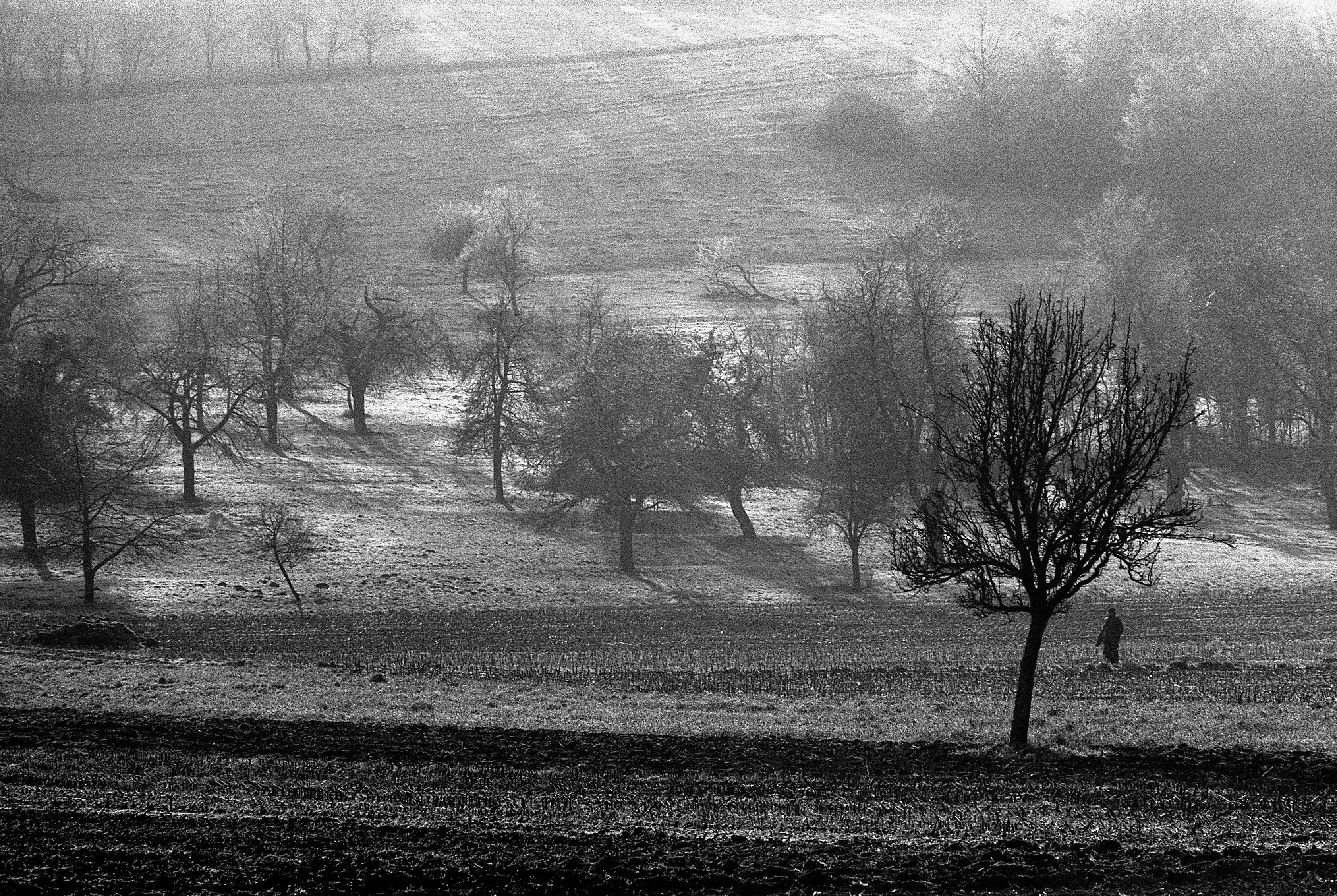 Trees2
