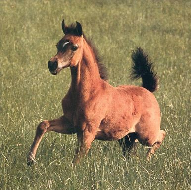 Arnelle Amman - 2001
AAF Absolut x Arnelle bint Amrullah - Amrullah)

Arnelle Amman
(AAF Absolut x Arnelle Bint Amrullah)
2001 - bay stallion
