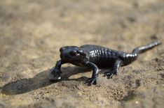 Salamandre noire salamandra atra 11 