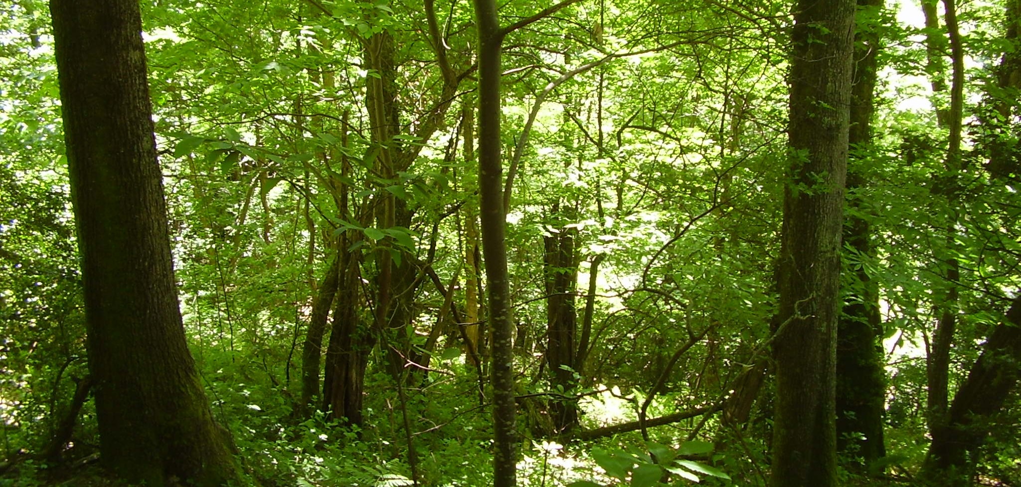 ForetSeronais 2