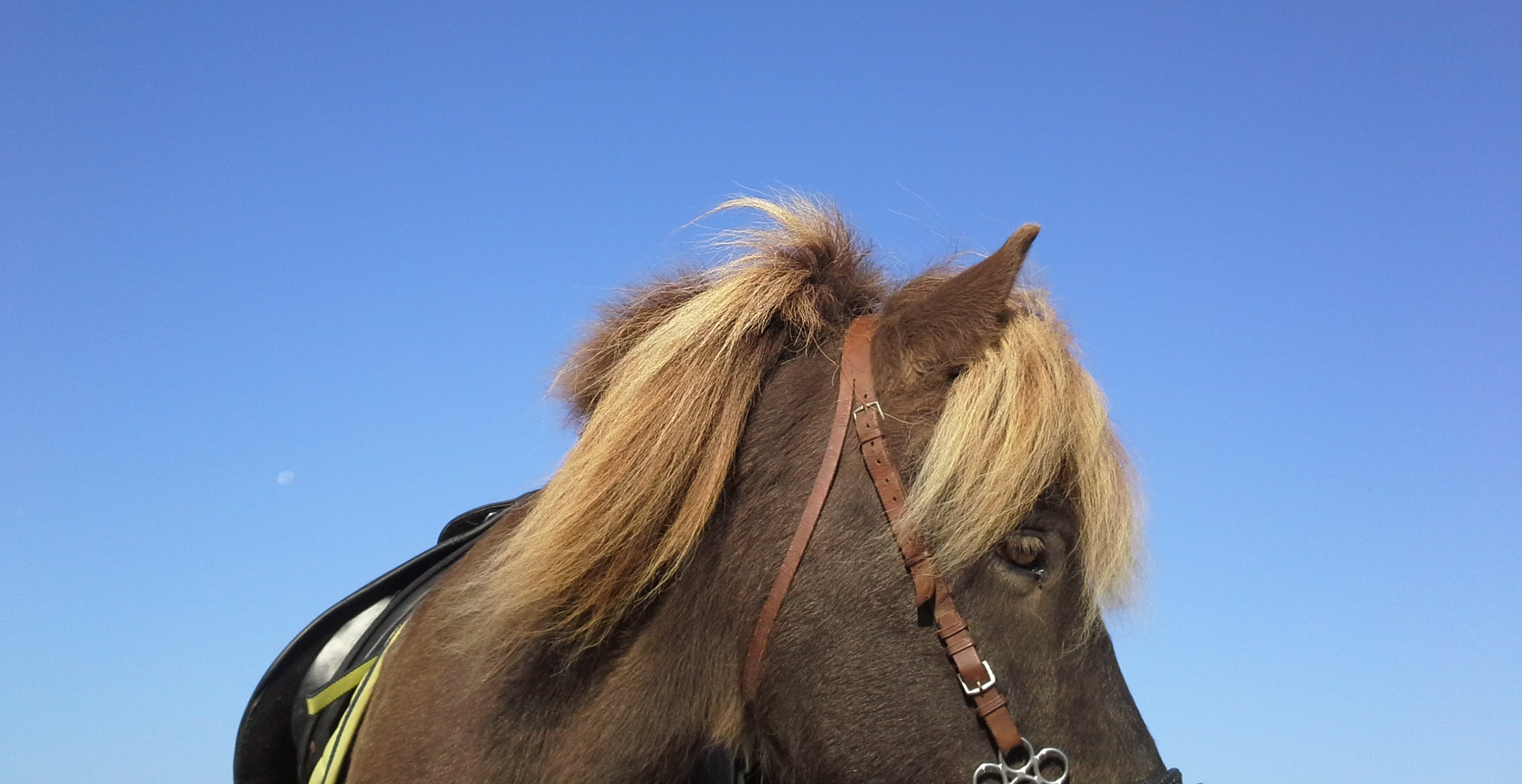 Skjotur