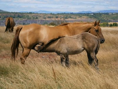 Jument / Quarter-horse / fondation / foundation / "Candy Peppy Brenns" / red / dun / mare / Ranch-Horse / cowhorse / Baldrock-Ranch / Franche-Comté