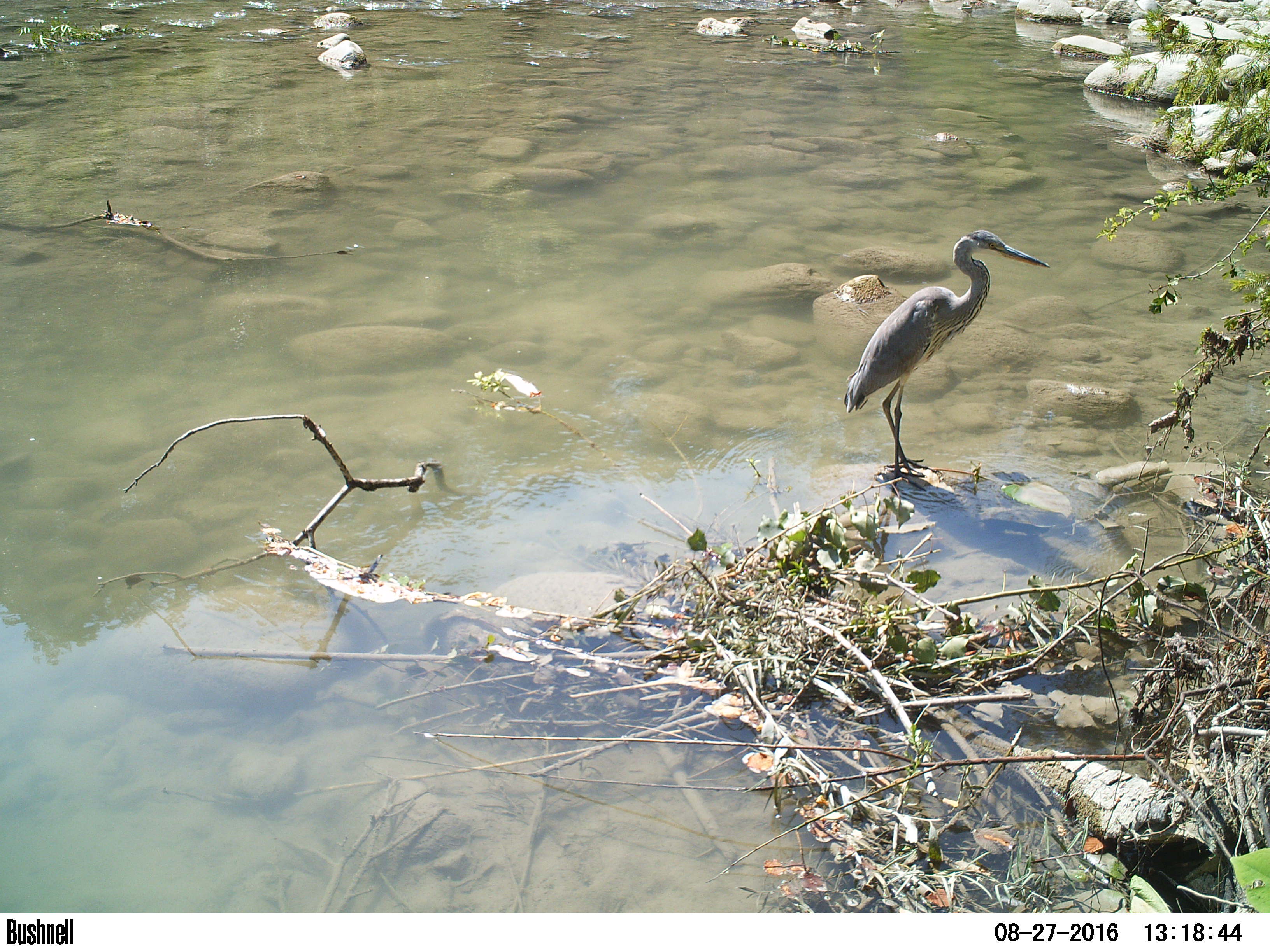 Heron cendre avec piege photos