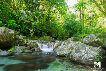 Payasage vert avec eau