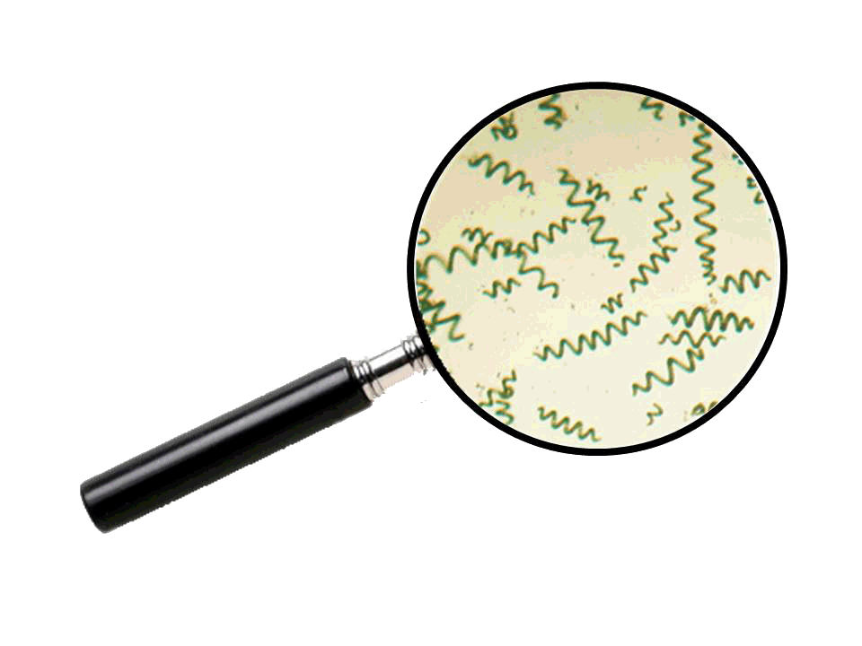 couleur spiruline loupe brindille microscope spirale