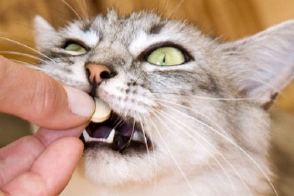 A gray cat eating a pill photography by Shutterstock