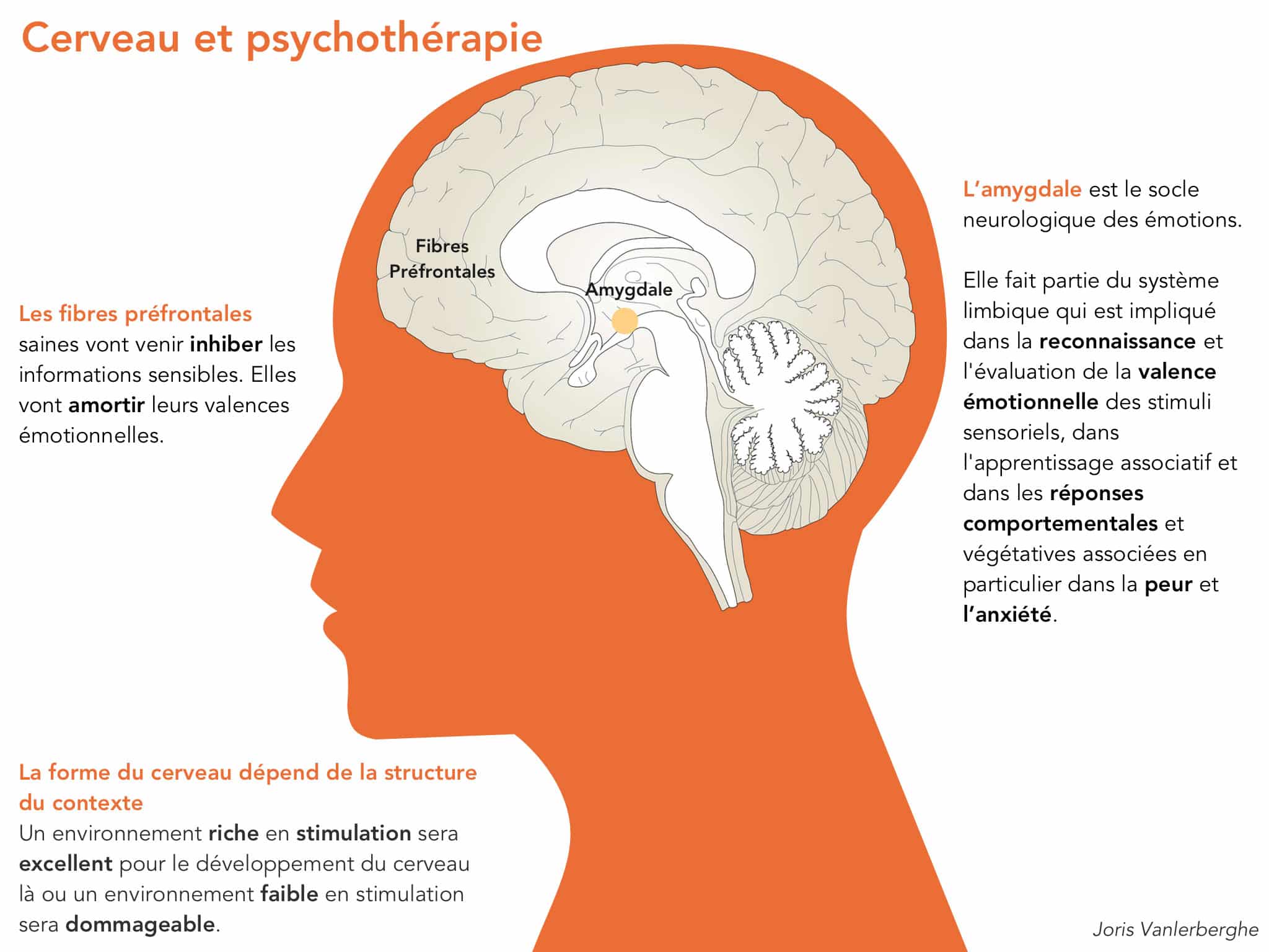 Comment la psychothérapie modifie la structure cérébrale